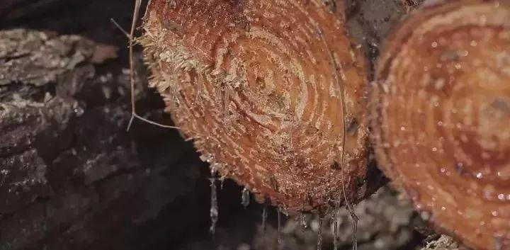 柴燒建盞是木的獻身,火的藝術