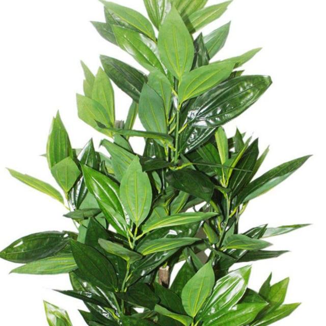 适合白领办公室摆放的风水植物