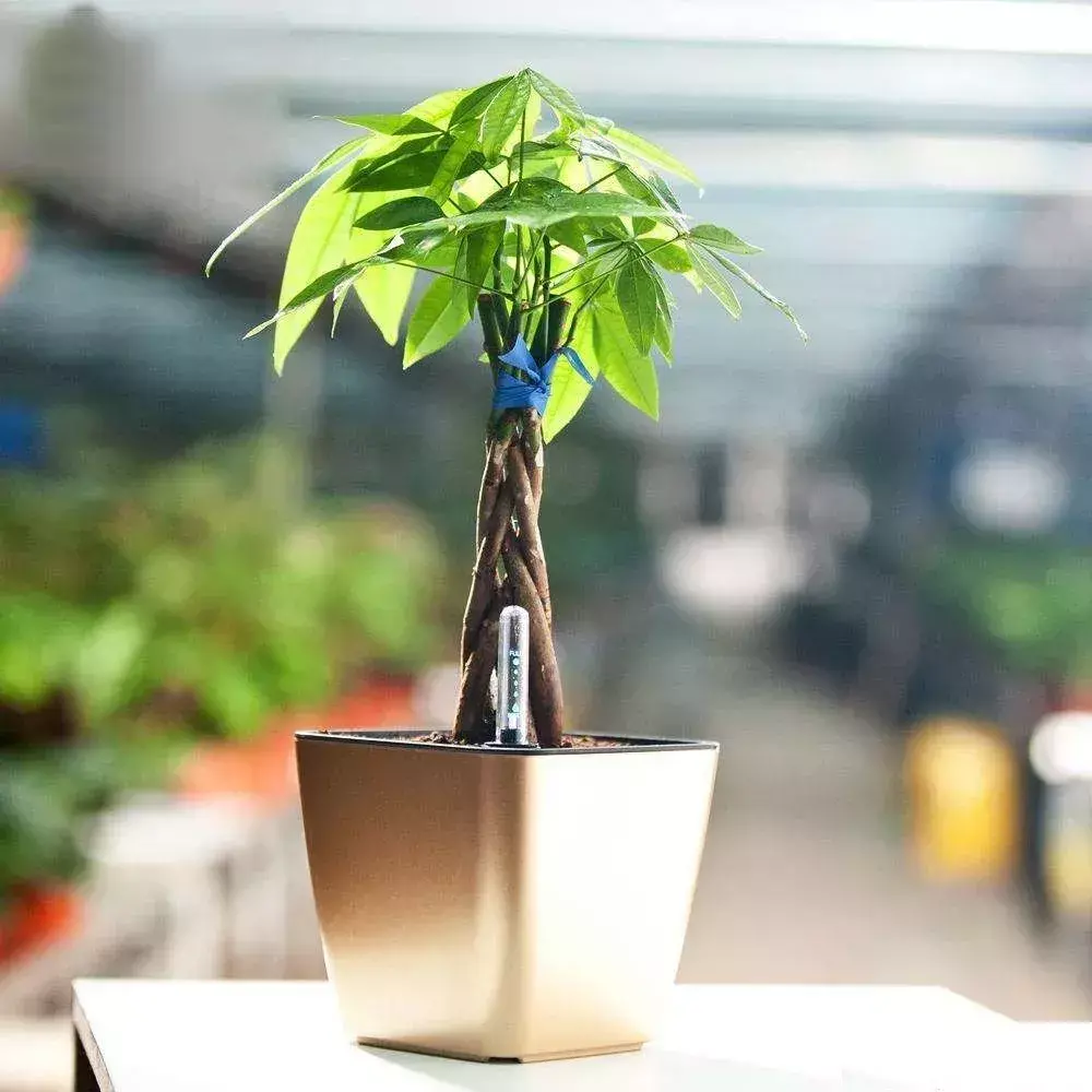 這些家居裝飾的風水有講究!你都知道嗎?