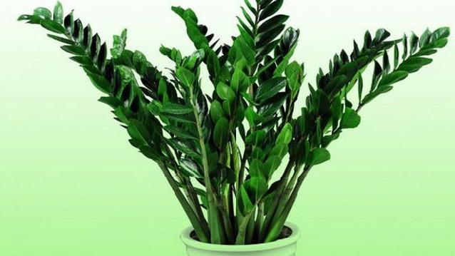 一個玄學風水者的勸告：孝順父母是改變一切命運的生活藥方