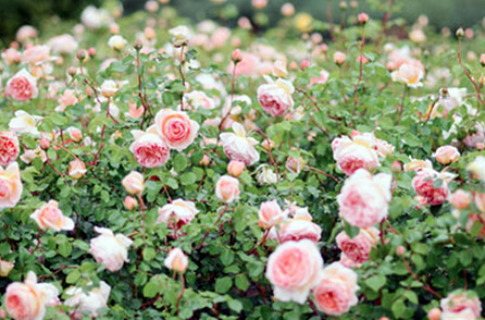 這些生肖可以在一起相生相和互補互助，一生到白頭偕老！