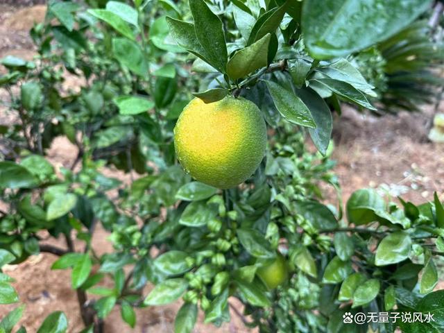 无量子道长：以证寒露