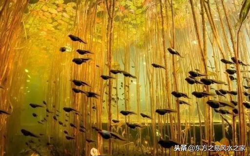 上聯：對牛彈琴，對，牛彈琴，如何對下聯？