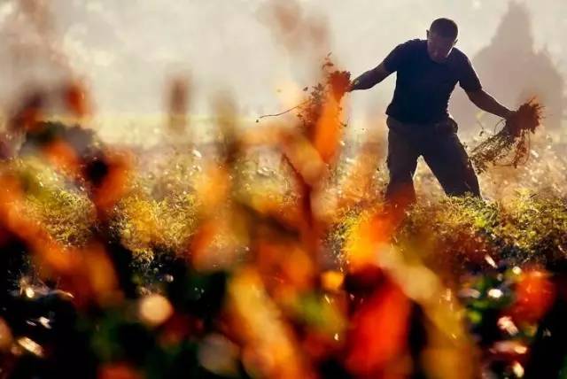 「薦讀」有一種放假叫回家，看完淚奔