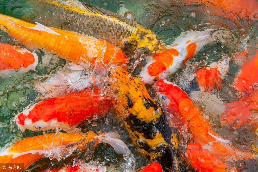 風水養魚如何改運?養魚大有講究