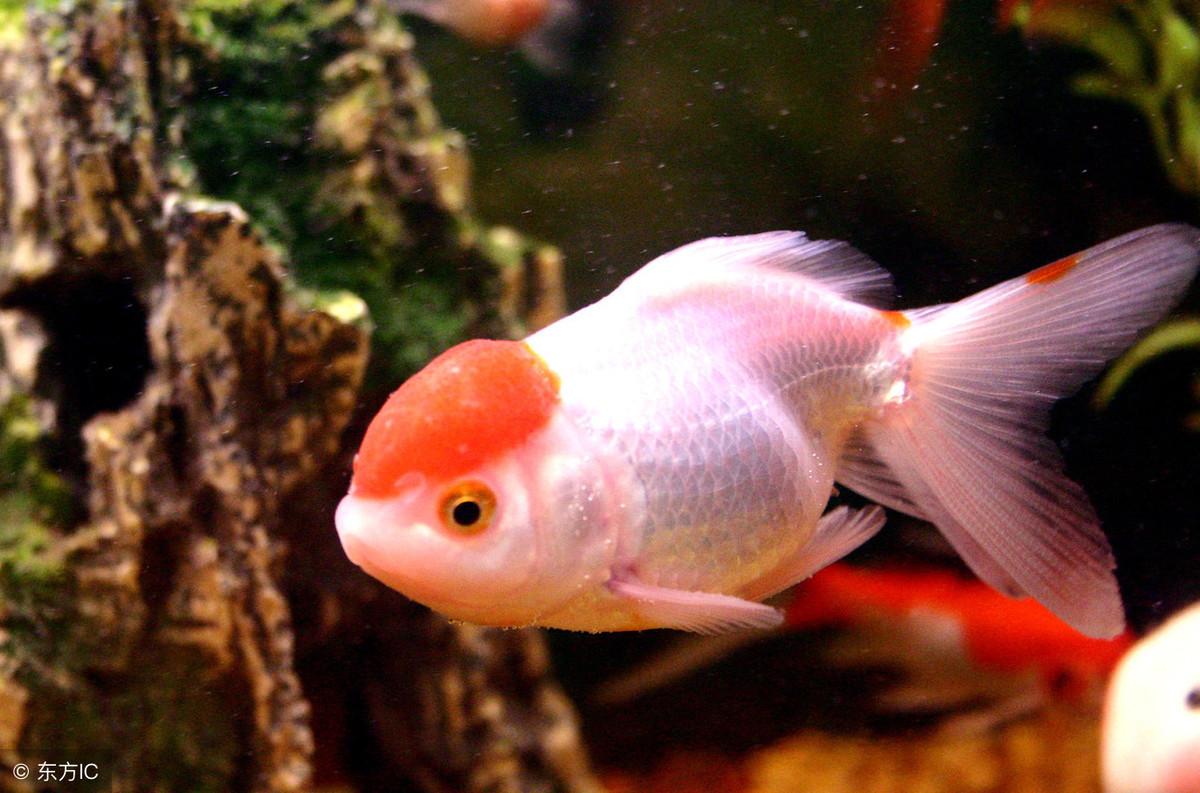 風水養魚如何改運？養魚大有講究