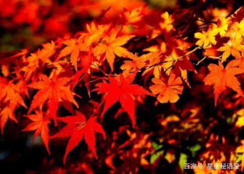 在2019年里，最痴情的三个星座，一旦爱上就会全心全意的付出！