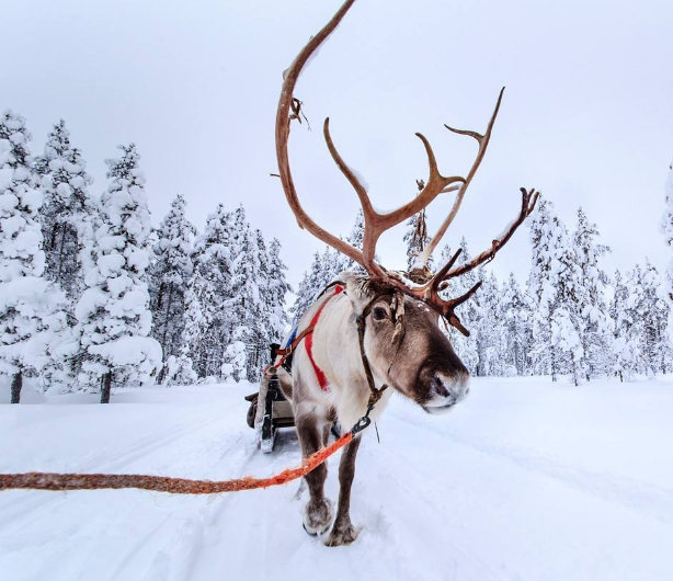 女養鹿，男馴鹿，來自中國山林民族與自然的契約