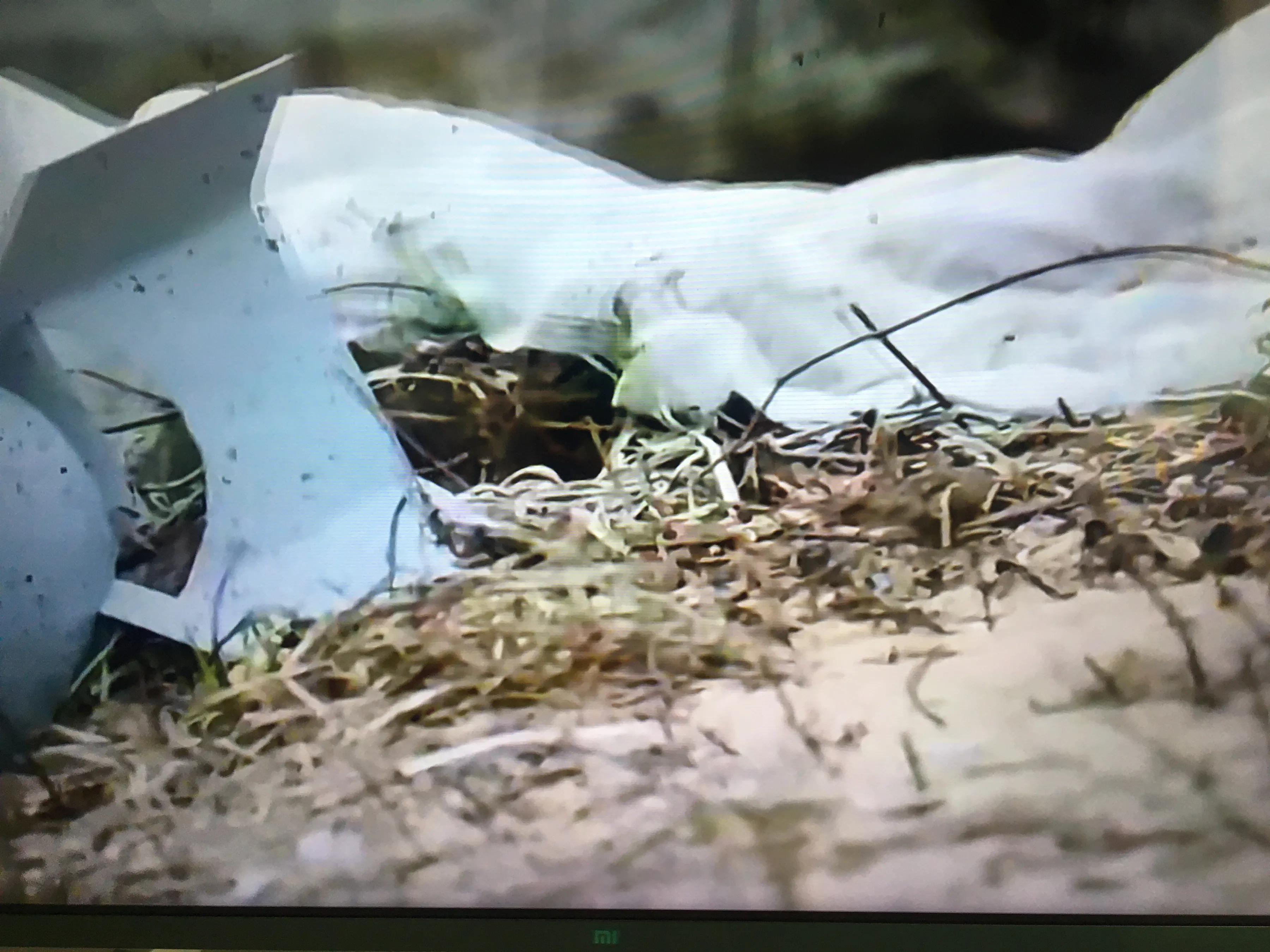 國家已經有確鑿證據，美國在使用生化武器，為什麼不公開？