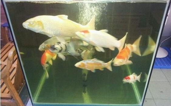 魚缸的選擇和擺放有哪些命理風水講究？