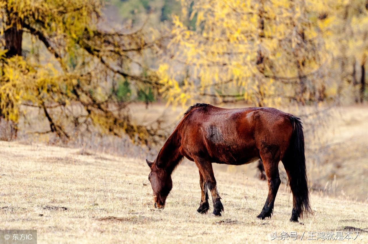明年走好運,福祿雙全的三大生肖
