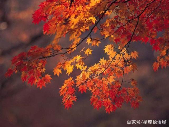 在今年，不随意生气，有责任心和好运缠身的星座！