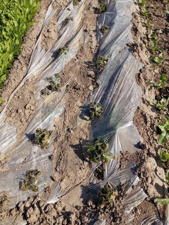 樹繁草盛老農嘆！