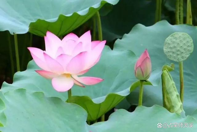 11月30日运势一飞冲天,哪些星座转运“接住”马上发?