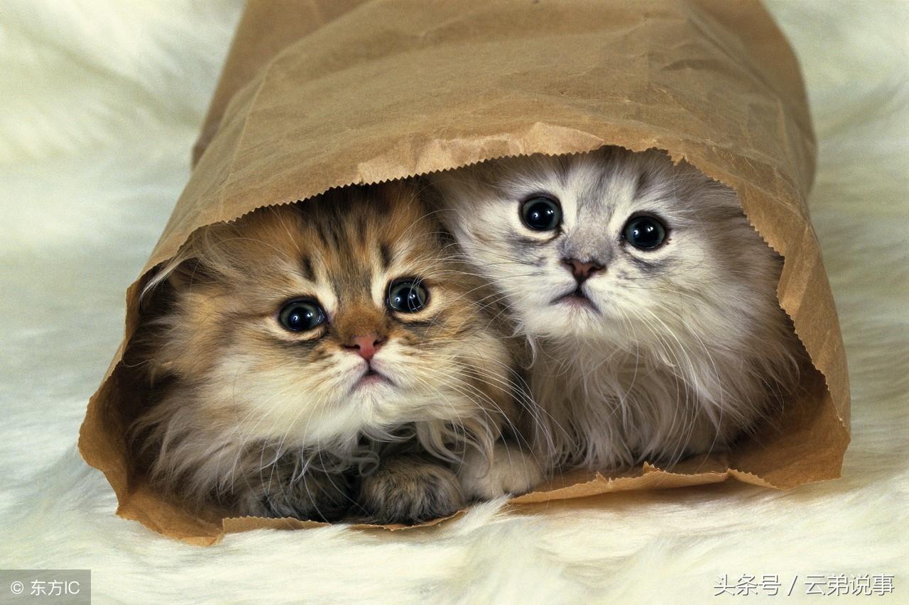 最全飛禽走獸入宅吉凶對照表！風水先生王師傅整理，值得收藏！