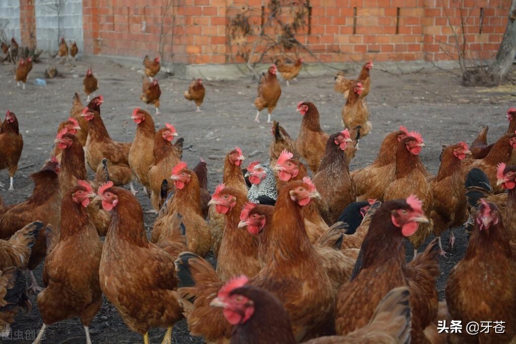 民間故事之貪心哥哥和善良弟弟