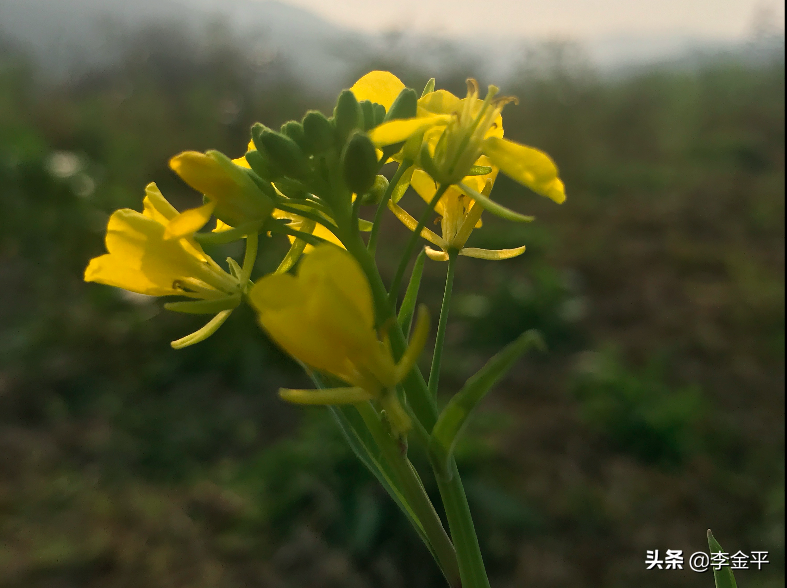 大領導常用的12條制人招式!(李金平)