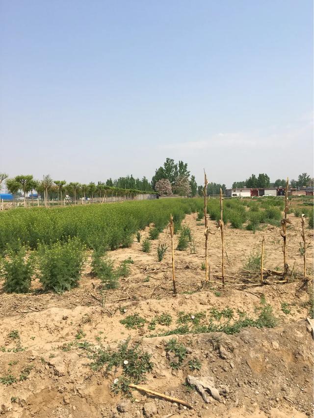 樹繁草盛老農嘆！