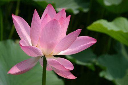 中华绝学:十二生肖“十学掌篇”,附高级技法