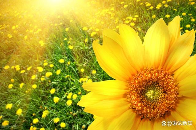 十天干与十二地支意象,天干是五行在天之气,地支为五行在地之序