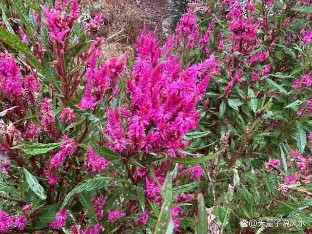 无量子道长：以证寒露