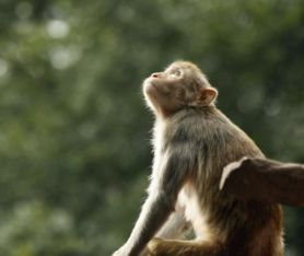 屬猴和屬狗生什麼屬相,我屬狗老公屬猴適合要什麼屬相的寶寶呢