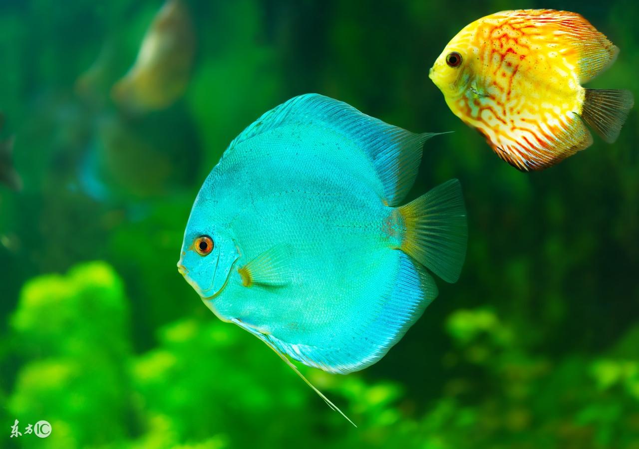 養魚旺財幾條好