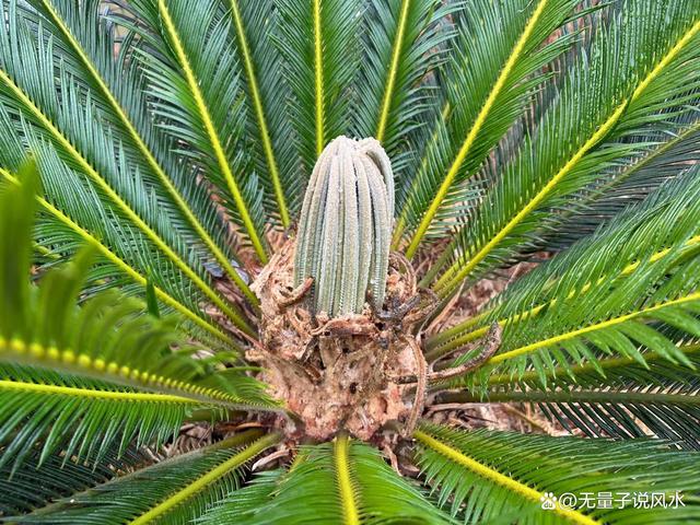 无量子道长：以证寒露