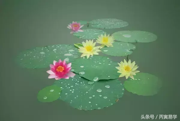 坤造實例，多角度剖析佛緣厚重之命理玄機