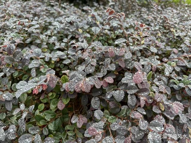 无量子道长：以证寒露