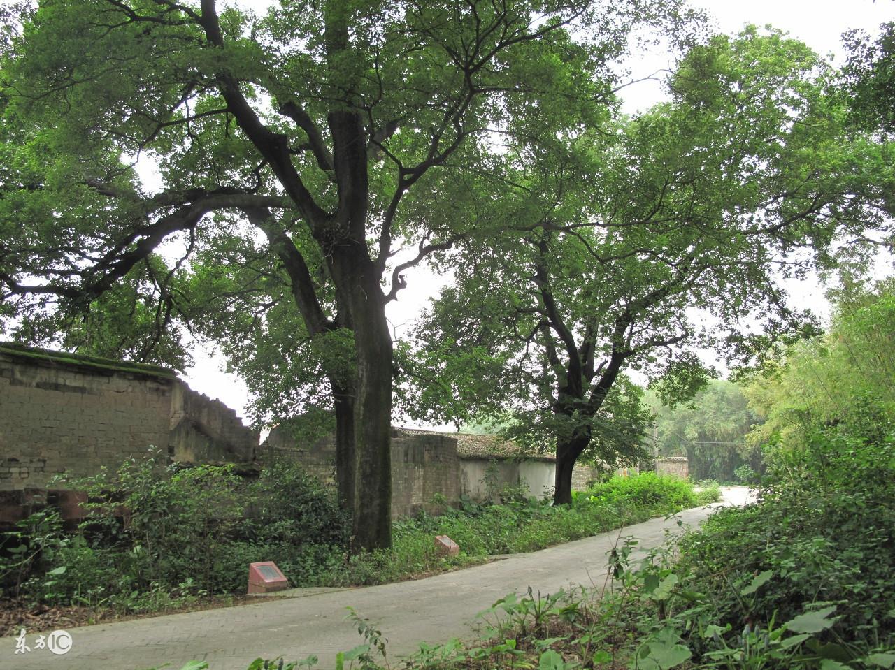 妙光命理風水：怎樣學好形巒風水