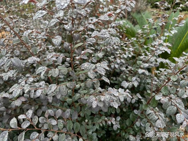 无量子道长：以证寒露