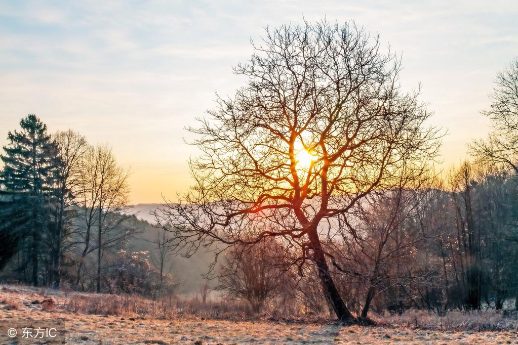 膽子再大也不要砍墳頭樹