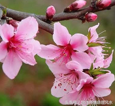 潤澤師傅：桃花旺盛，婚姻關係難和諧穩定的人