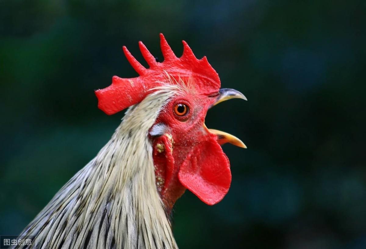 風水篇—家中如何擺放動物器具