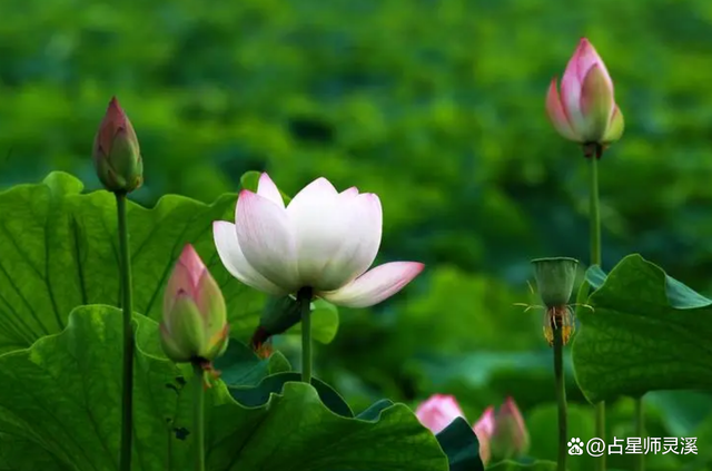 下周七天有望迎财神，看看哪些星座最有福气？