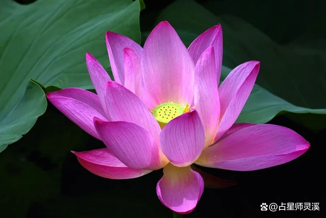 12月4日开始运气好到爆,哪些星座未来生活蒸蒸日上?