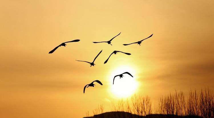 至善至德禪武醫