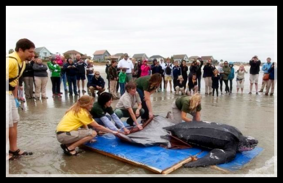 你以為放生真的有效，能改變你的命運嗎？