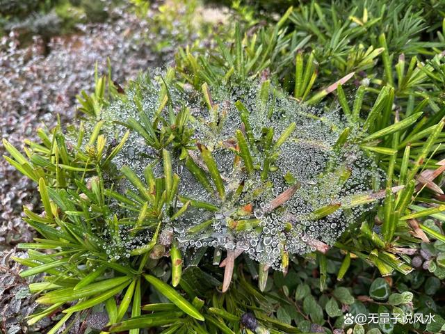 无量子道长：以证寒露