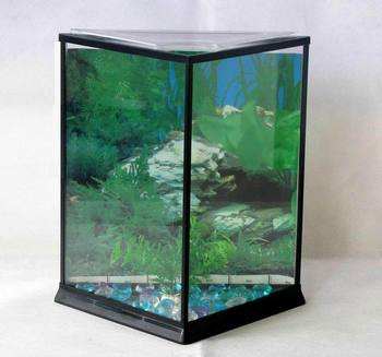 魚缸的選擇和擺放有哪些命理風水講究？