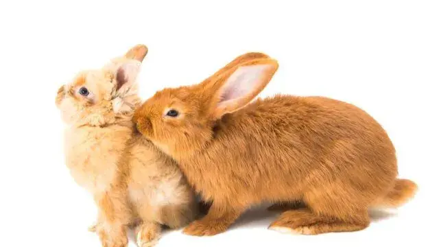 動物之間有趣的託孤現象