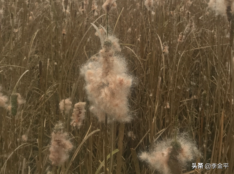 謀局者常「布」的11道勝勢！（李金平）