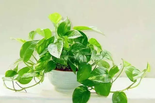 你何為風水嗎？