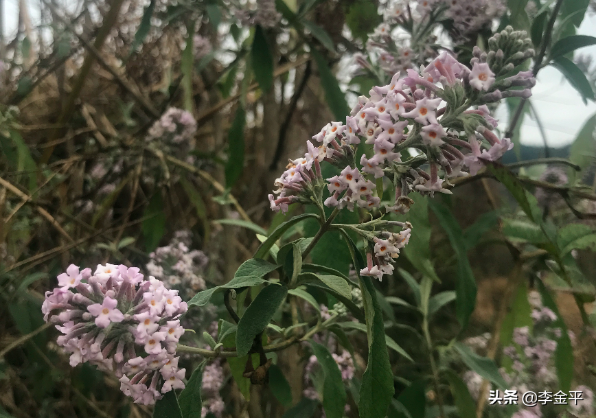 不當算命先生也要知道的12條命理學！（李金平）