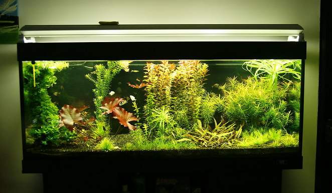 魚缸的選擇和擺放有哪些命理風水講究？