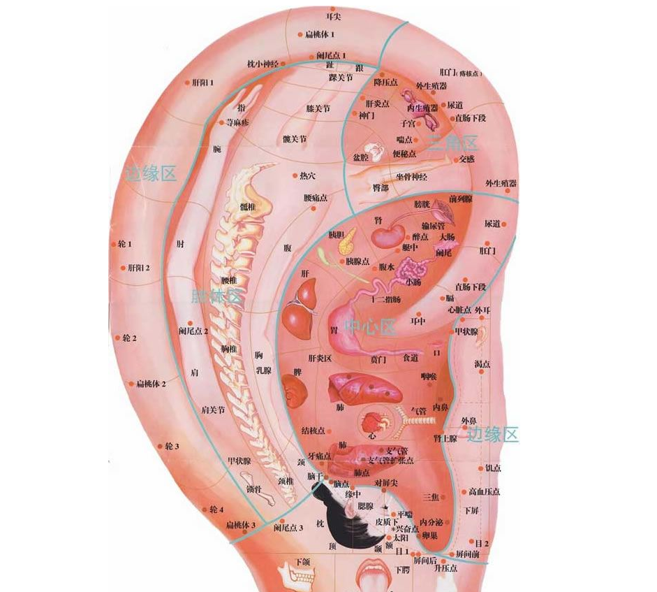 耳部反射區位置面相五官看是否健康長壽——耳朵