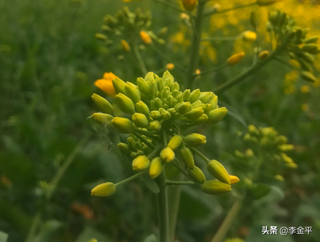 可貞教育｜寧為太平犬；莫作離亂人