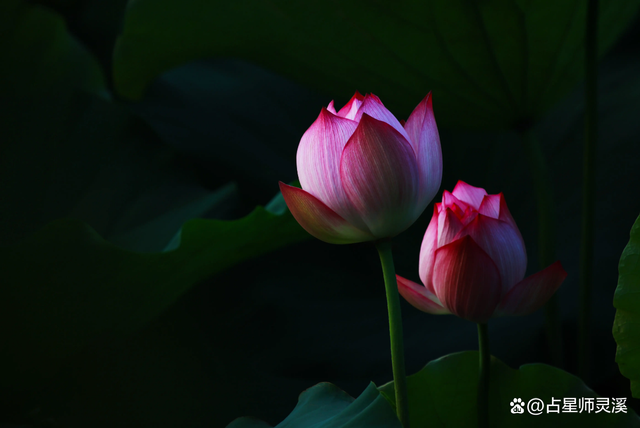 12月3日到达后财神送财,哪些星座事业大展宏图?