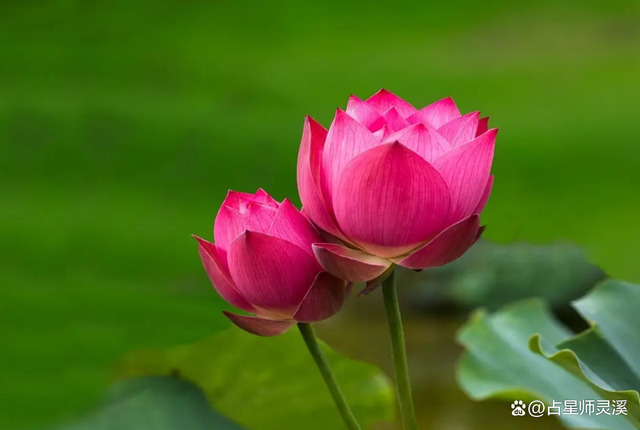 下周七天有望迎财神，看看哪些星座最有福气？